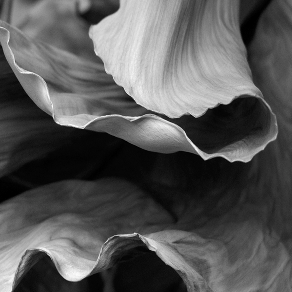 Photography by Bartlett Hayes.