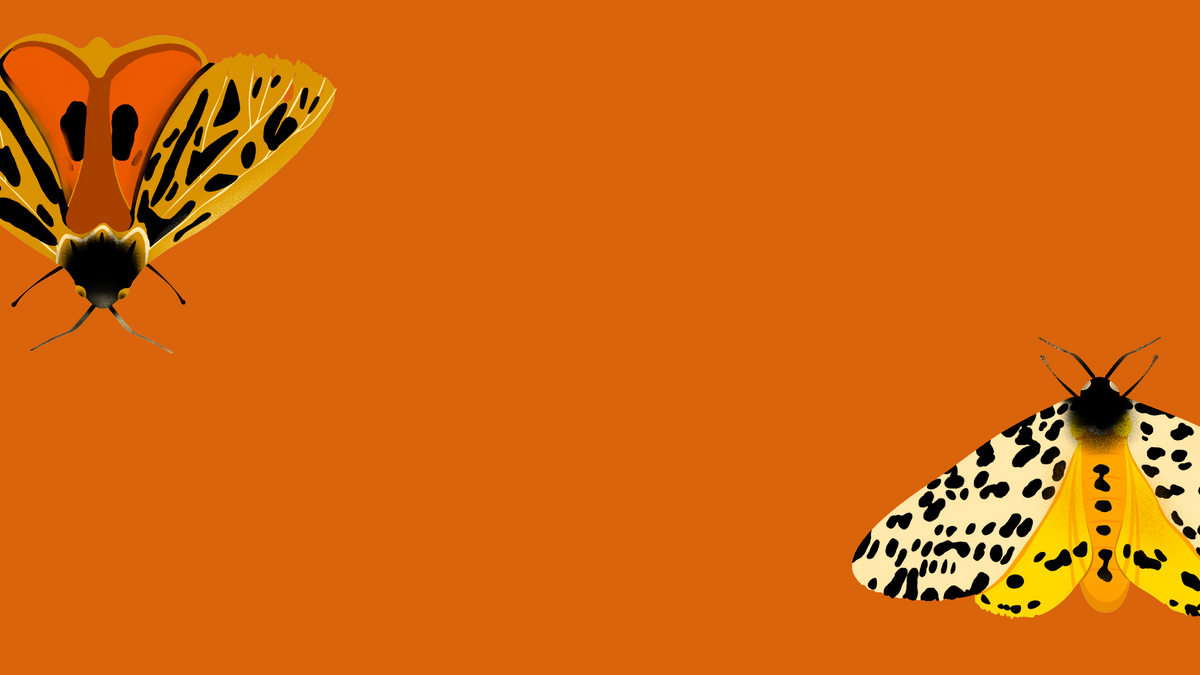 Modern Bugs
