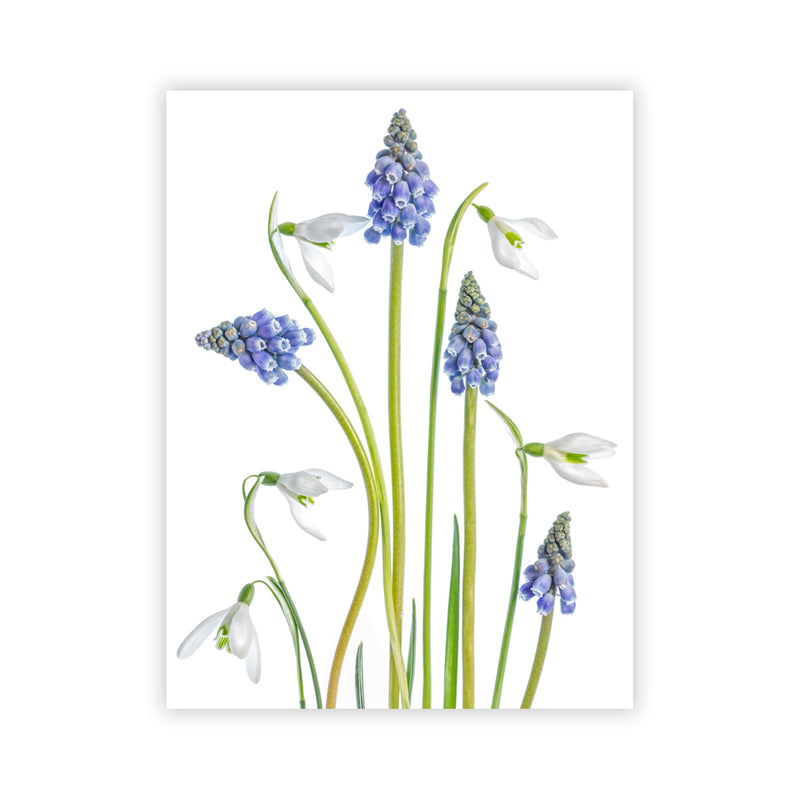 "Muscari and Galanthus" Acrylic Wall Art
