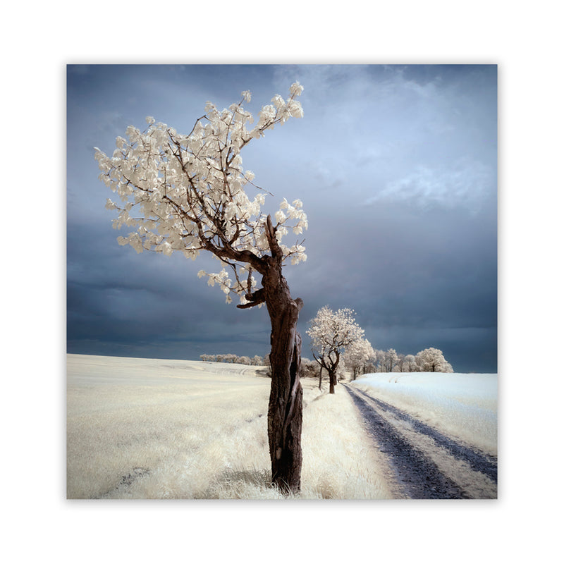 "IRenka" Acrylic Wall Art