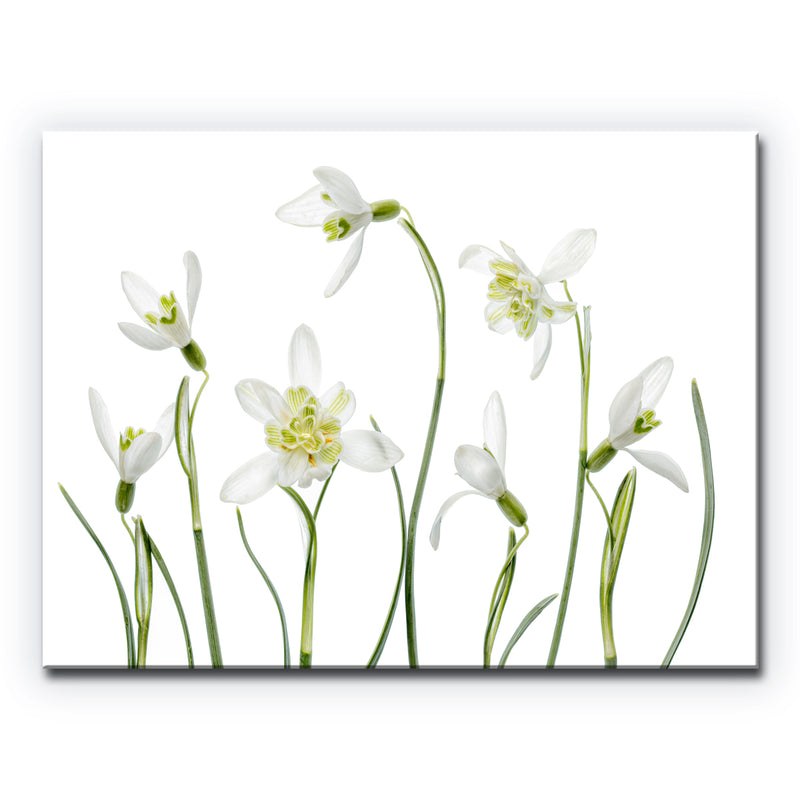 Spring Snowdrops' Wrapped Canvas Wall Art