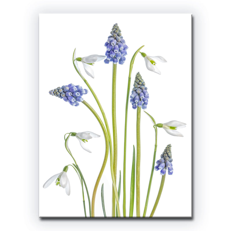 Muscari and Galanthus' Wrapped Canvas Wall Art