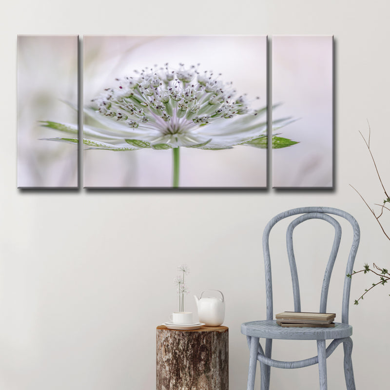 Astrantia' 3-Piece Wrapped Canvas Wall Art Set