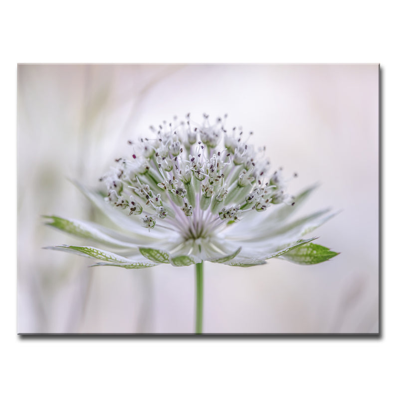 Astrantia' Wrapped Canvas Wall Art