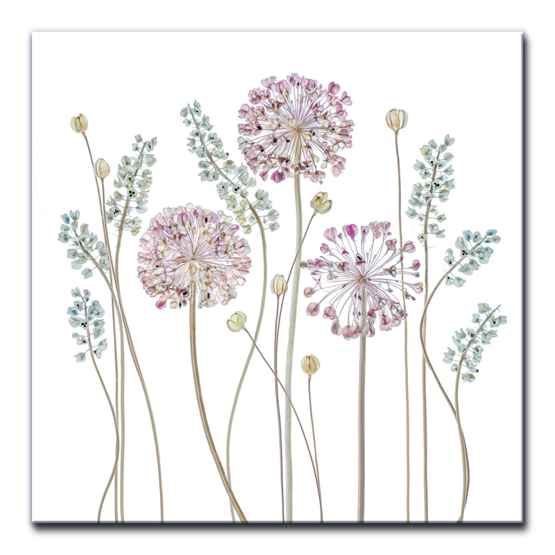 Allium' Wrapped Canvas Wall Art