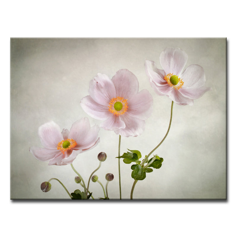 Anemones' Wrapped Canvas Wall Art