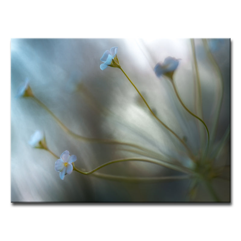 Jasmine' Wrapped Canvas Wall Art