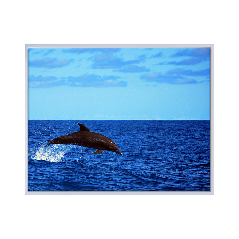 'Dolphin' Framed Canvas Wall Art