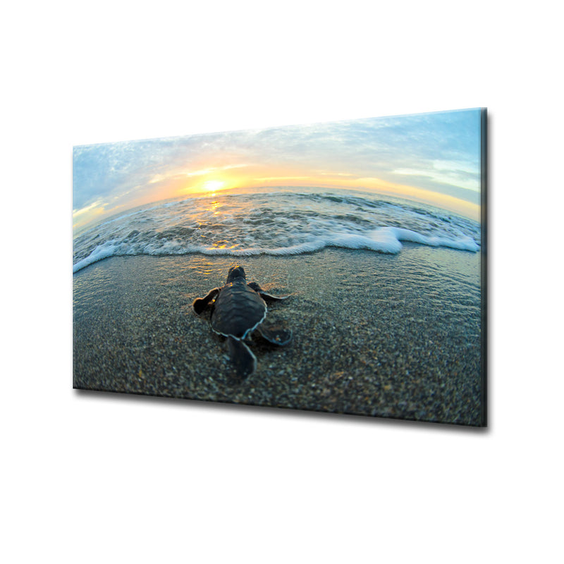 Turtle' ArtPlexi by Ready2HangArt