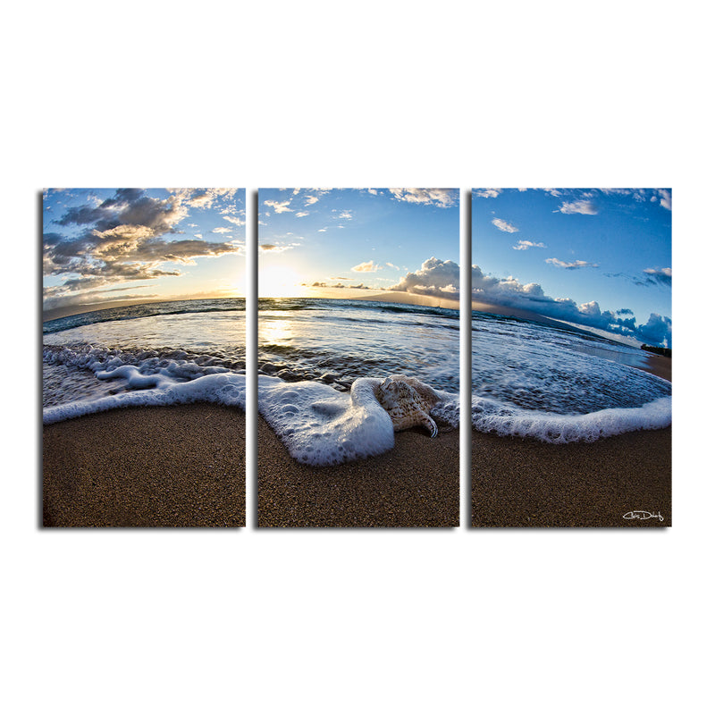 'Sea Star' 3-Piece Wrapped Canvas Wall Art Set
