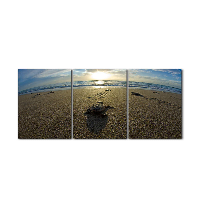 'Loggerhead' 3-Piece Wrapped Canvas Wall Art Set