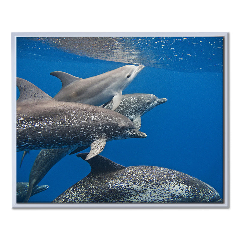 'Dolphin' Framed Canvas Wall Art