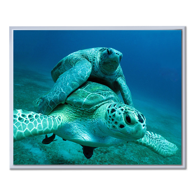 'Turtle' Framed Canvas Wall Art