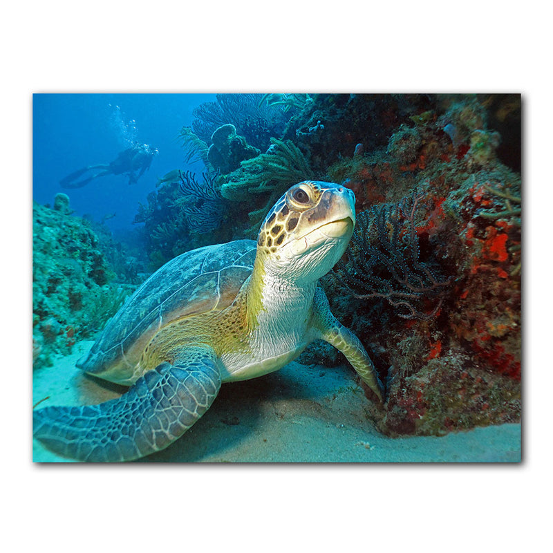 'Turtle' Wrapped Canvas Wall Art