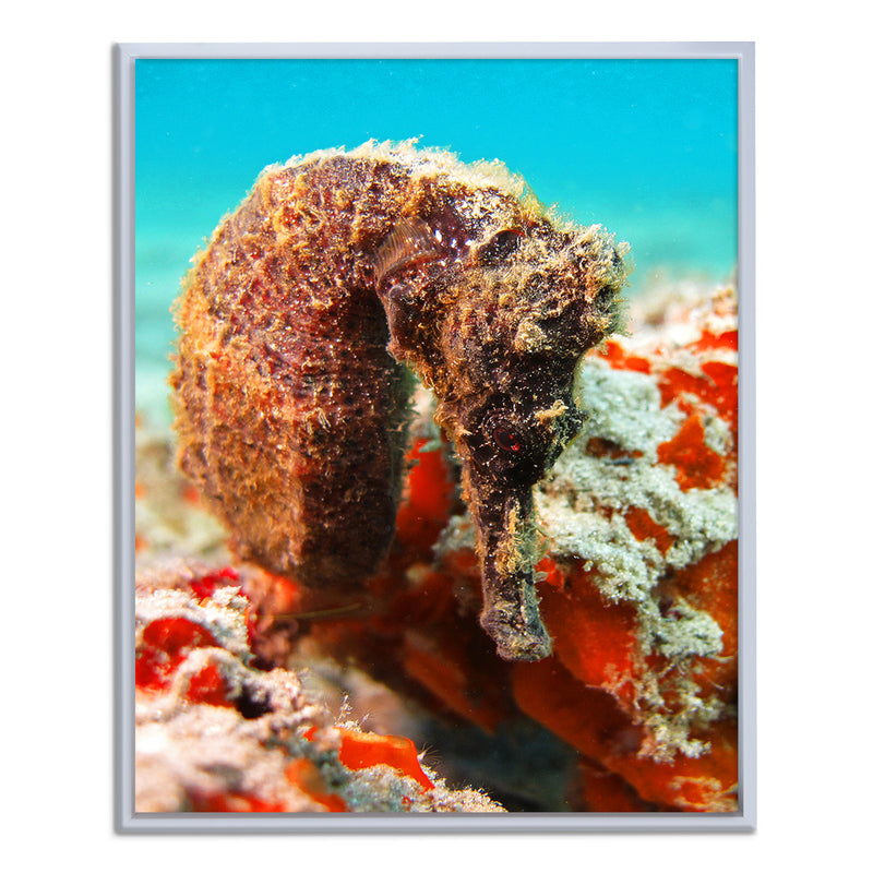 'Seahorse' Framed Canvas Wall Art