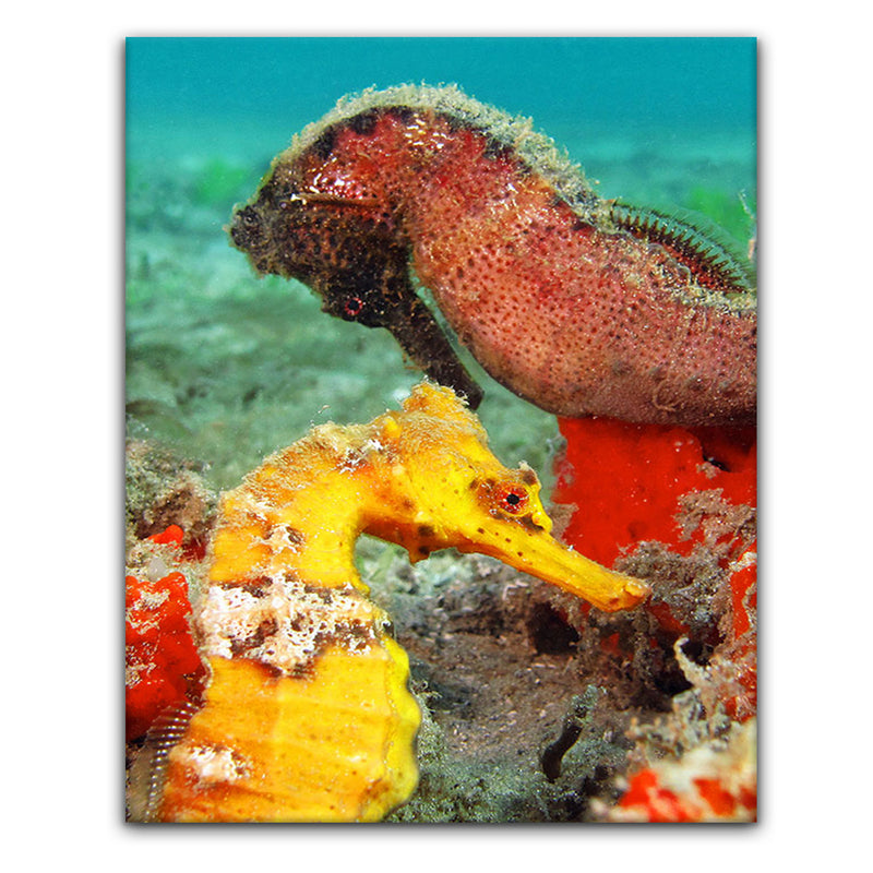 'Seahorse' Wrapped Canvas Wall Art