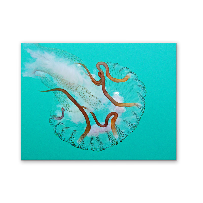 'Jelly Fish' Wrapped Canvas Wall Art