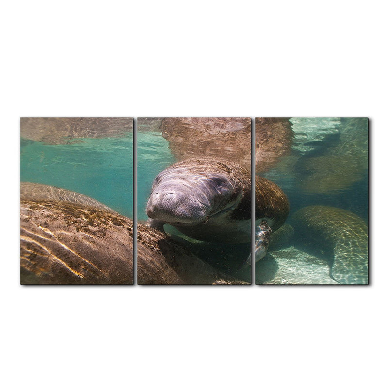 'Manatee' 3-Piece Wrapped Canvas Wall Art Set