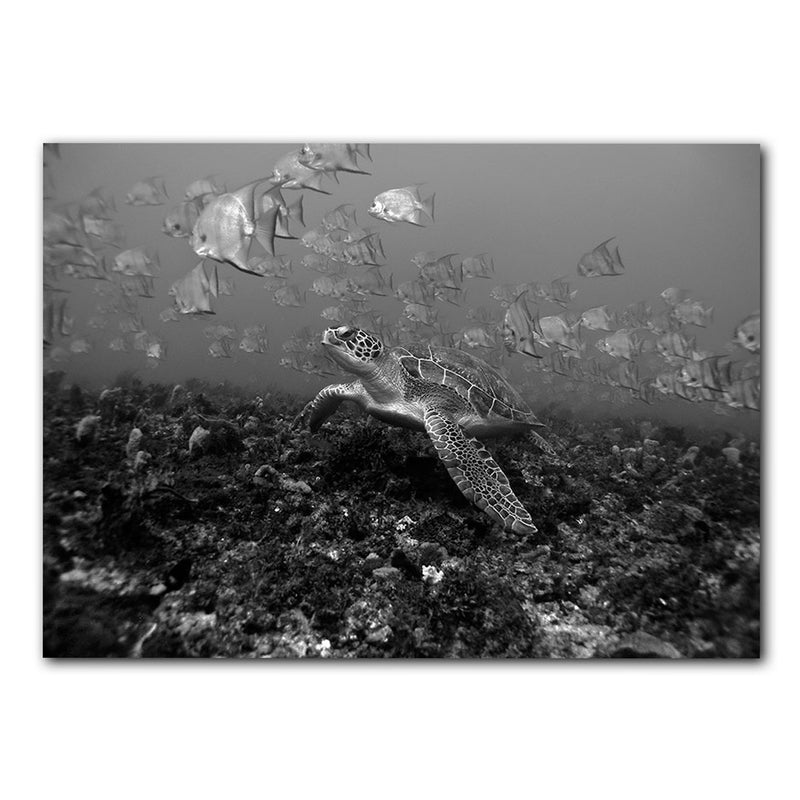 'Turtle' Wrapped Canvas Wall Art