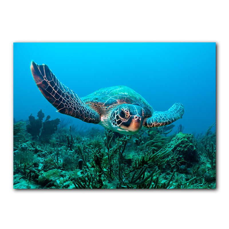 'Turtle' Wrapped Canvas Wall Art