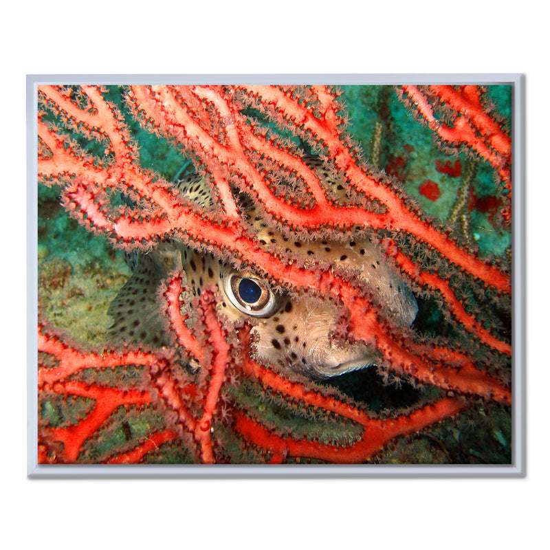 'Underwater' Framed Canvas Wall Art