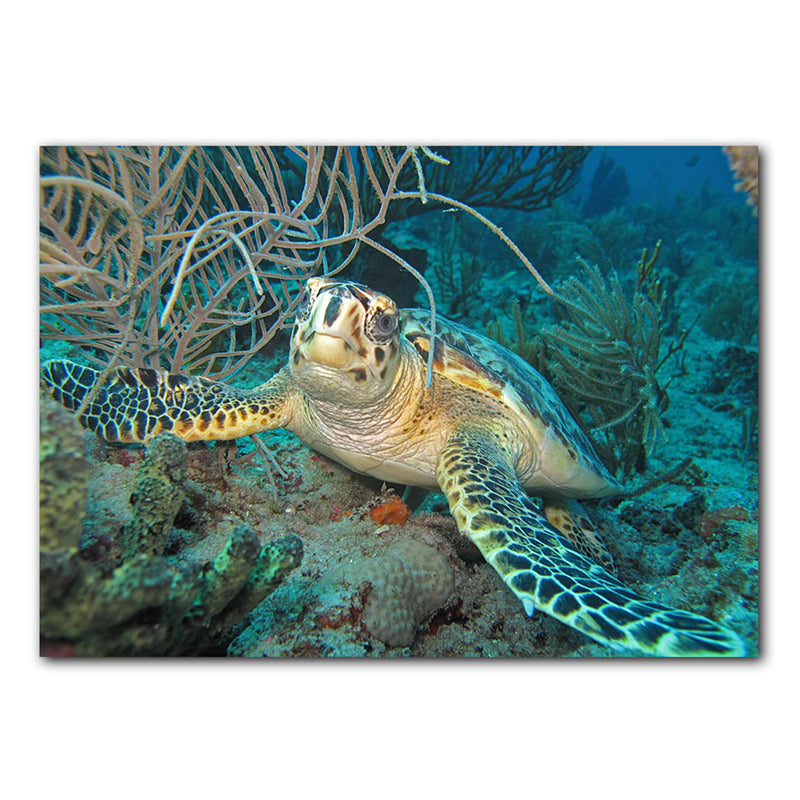 'Turtle' Wrapped Canvas Wall Art