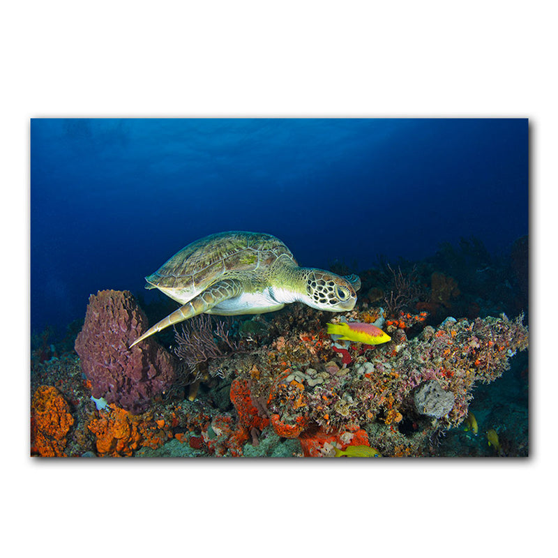 'Turtle' Wrapped Canvas Wall Art