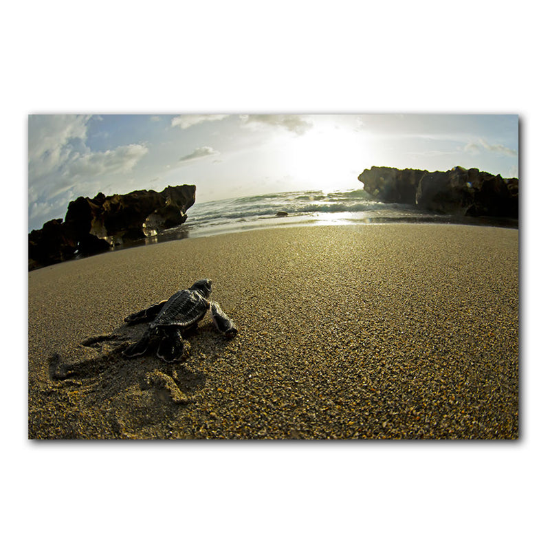'Turtle' Wrapped Canvas Wall Art