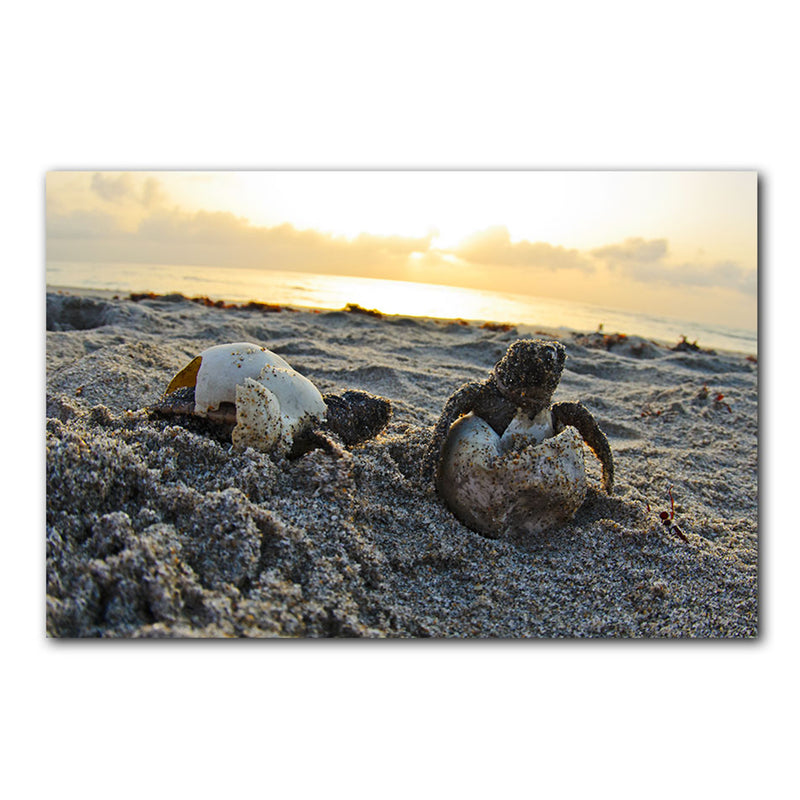 'Loggerhead Eggs Hatchling' Wrapped Canvas Wall Art