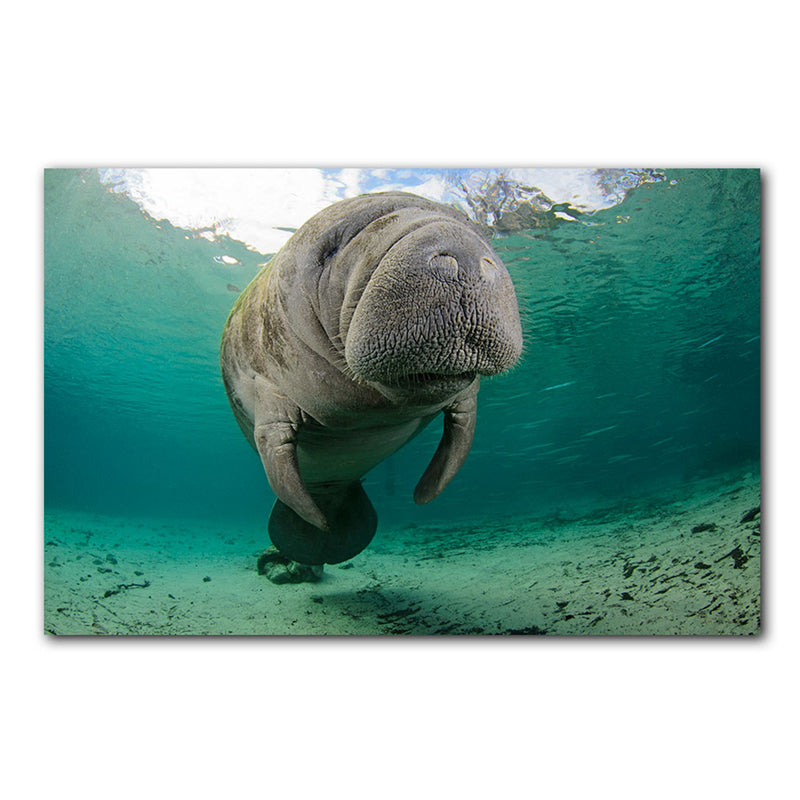 'Manatee Hug' Wrapped Canvas Wall Art