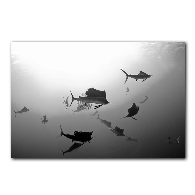 'Sailfish' Wrapped Canvas Wall Art