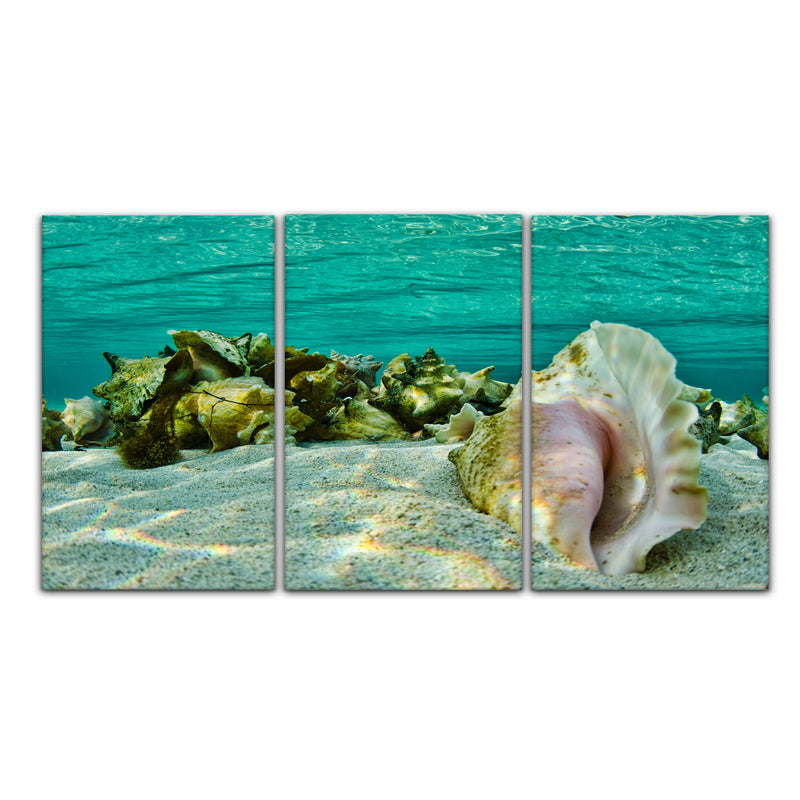 'Sandy Conch' 3-Piece Wrapped Canvas Wall Art Set