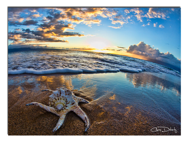 'Maui Shell' Wrapped Canvas Wall Art