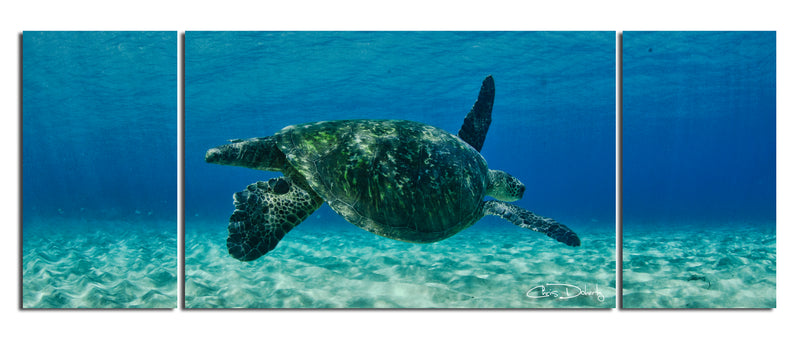 'Maui Turtle Drifter' 3-Piece Wrapped Canvas Wall Art Set
