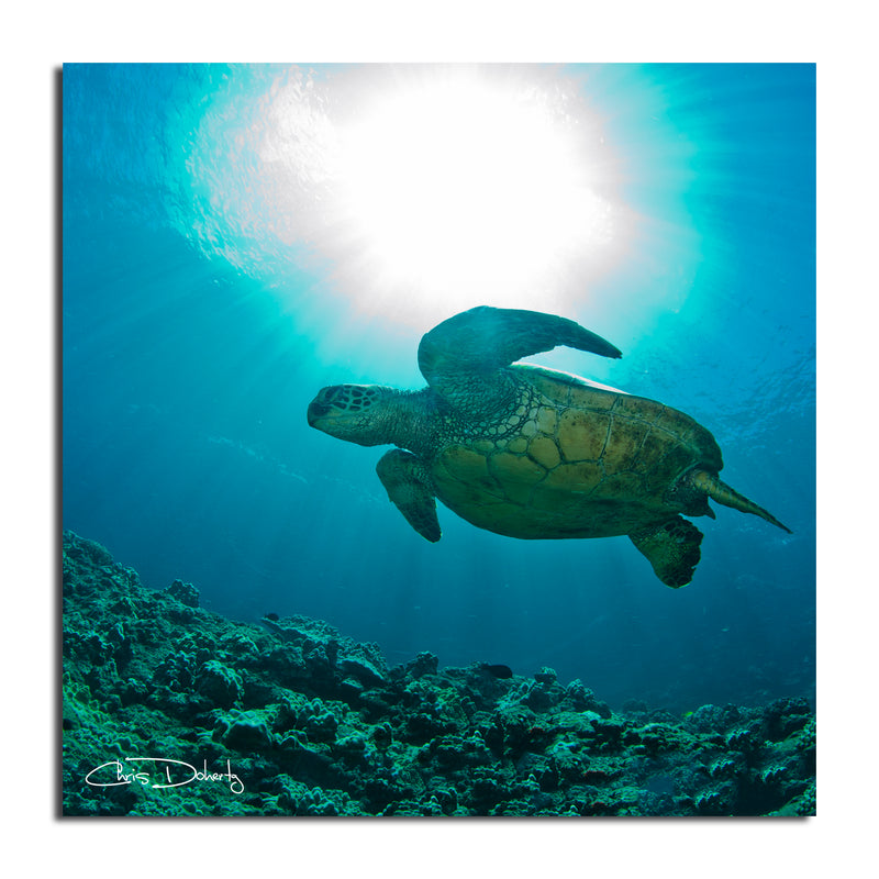 'Maui Turtle Blue' Wrapped Canvas Wall Art