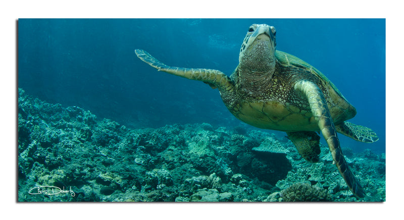 'Maui Turtle Stony' Wrapped Canvas Wall Art