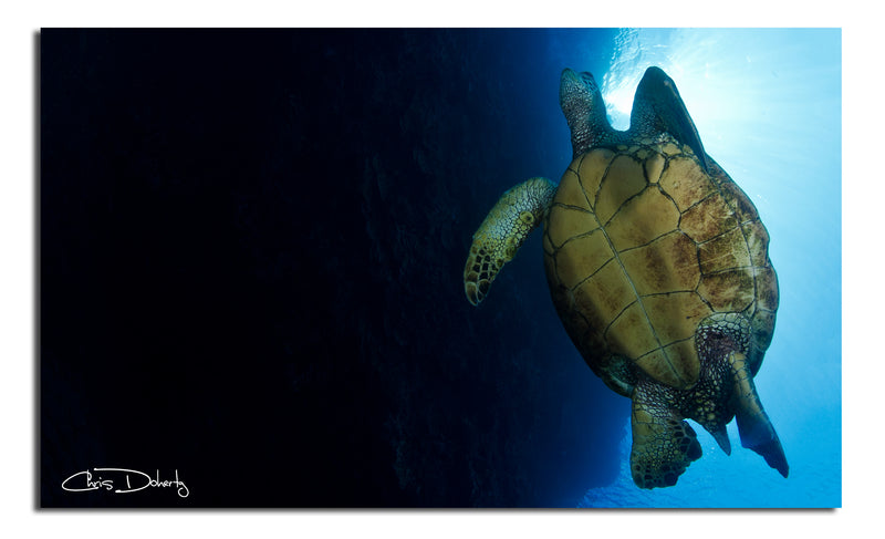 'Maui Turtle Blue' Wrapped Canvas Wall Art
