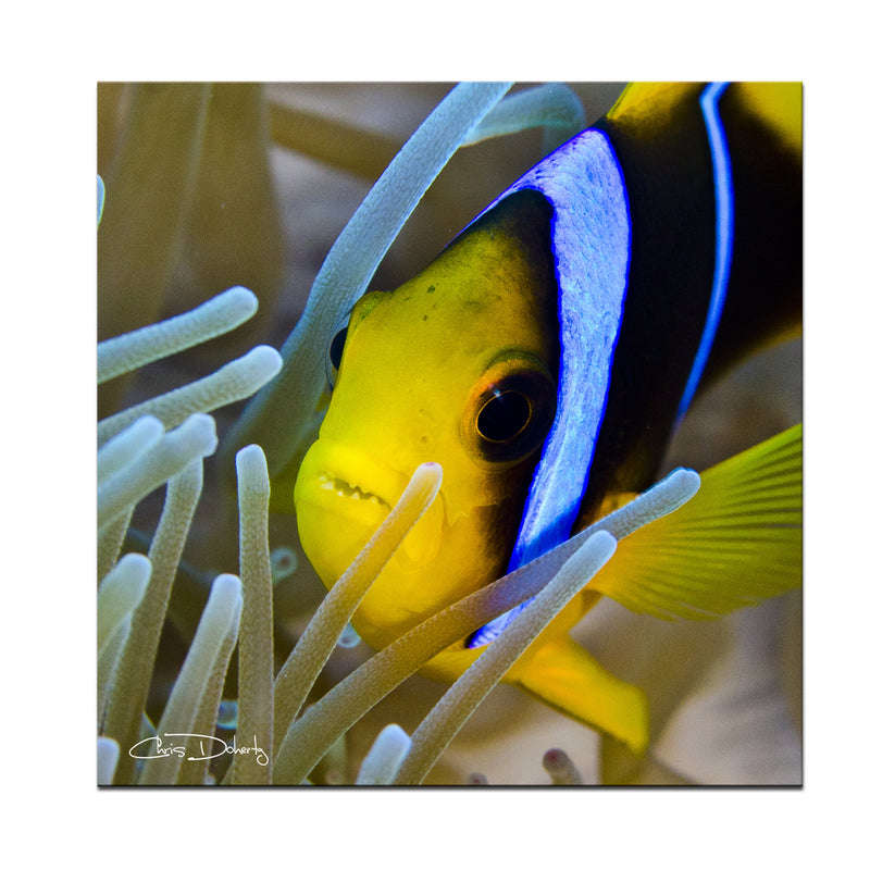 'Underwater Rays' Wrapped Canvas Wall Art - Ready2HangArt