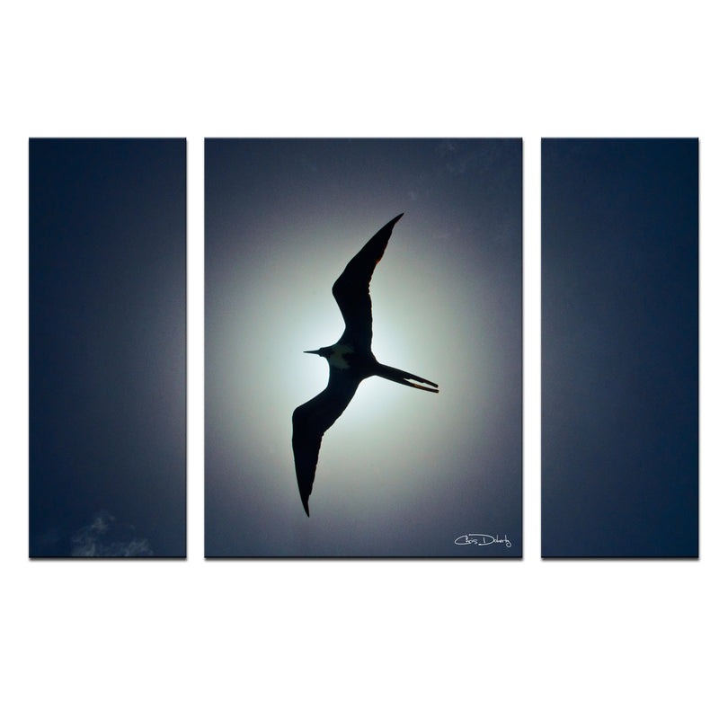 'Frigatebird' 3-Piece Wrapped Canvas Wall Art Set - Ready2HangArt