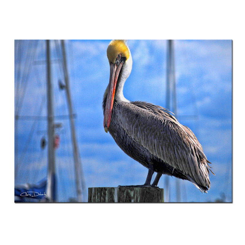 'Pelican' Wrapped Canvas Wall Art - Ready2HangArt