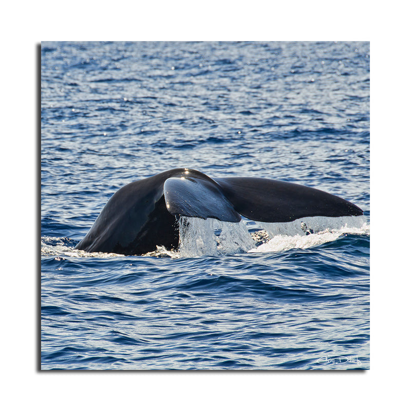 'Whale' Wrapped Canvas Wall Art