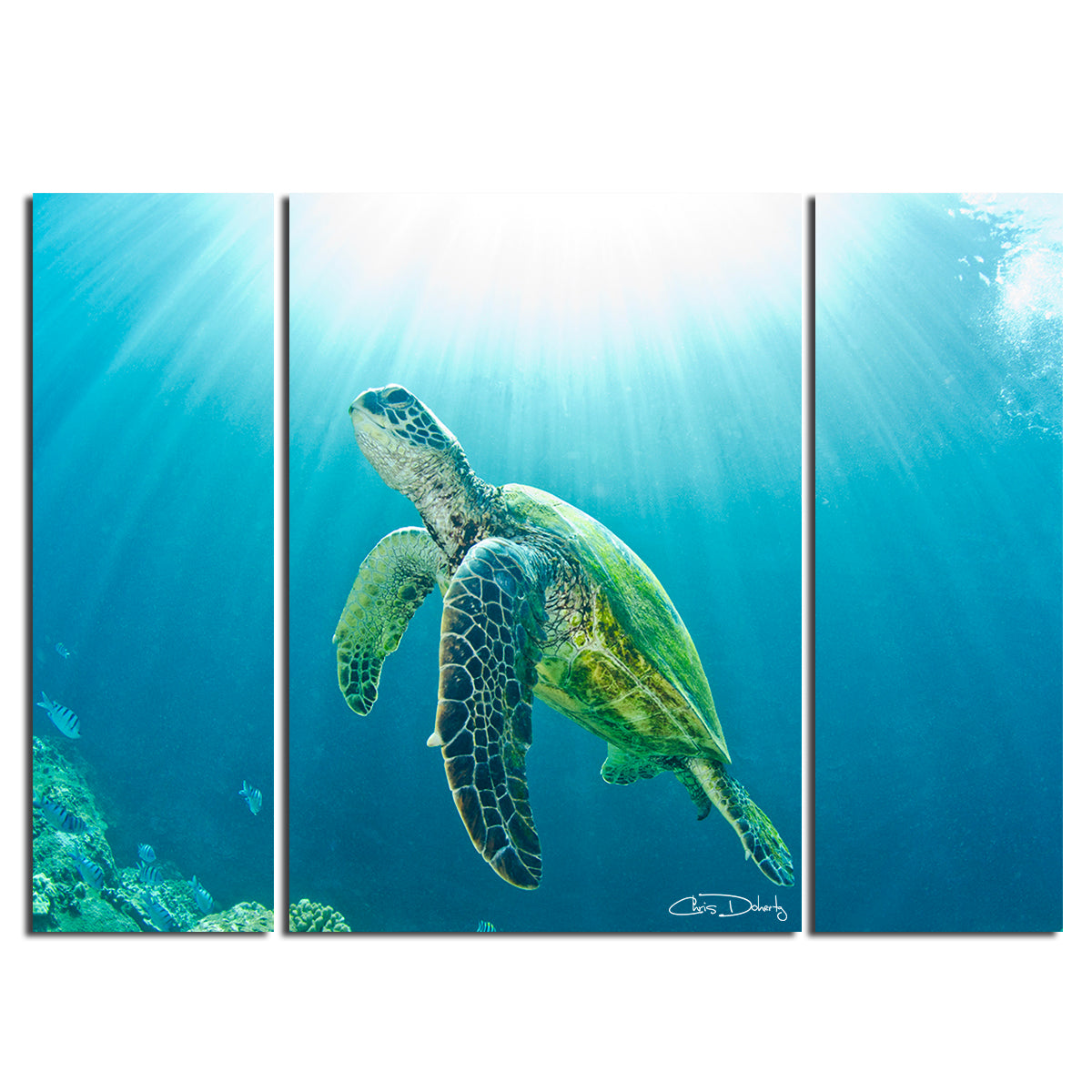 Sea Turtle' 3-Piece Underwater Wildlife Photography Canvas Art Set