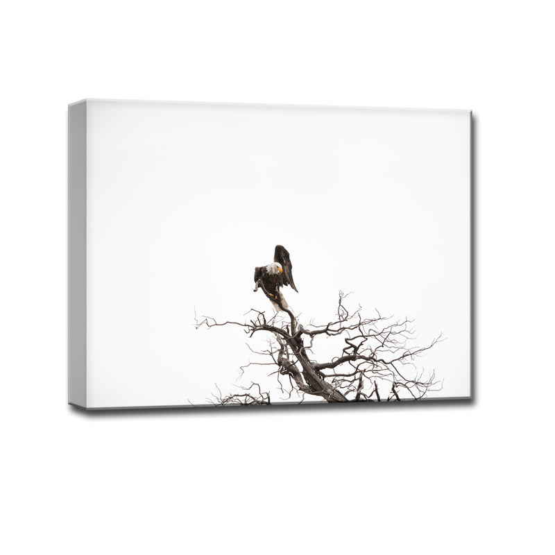 Bald Eagle' Wrapped Canvas Wall Art