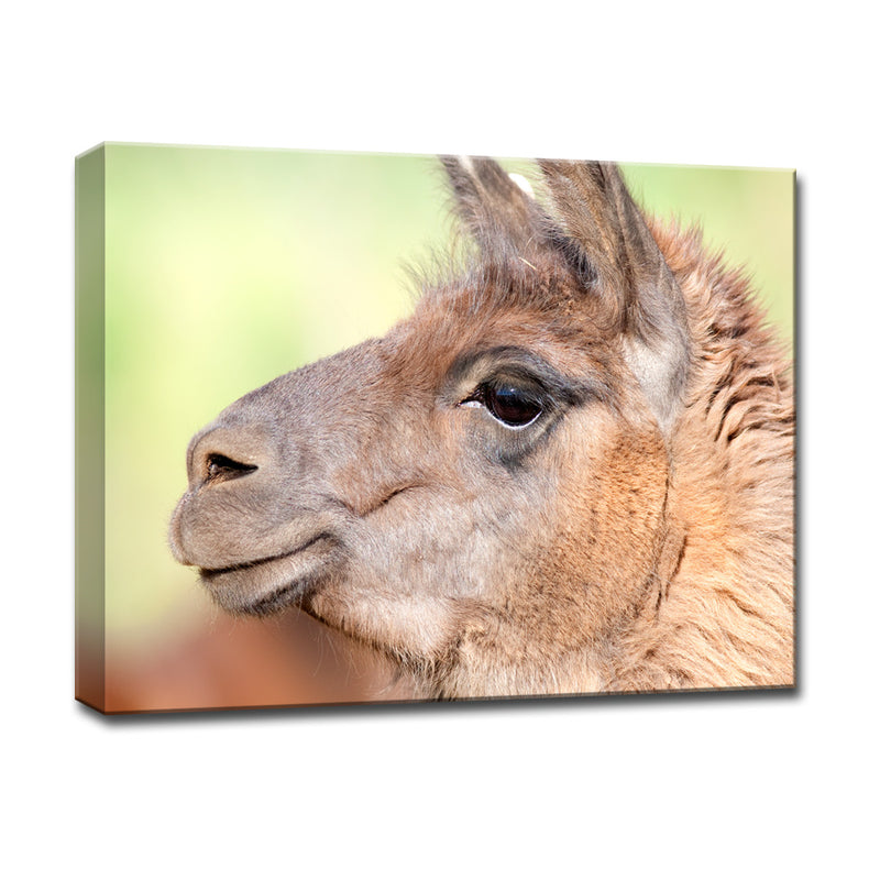 Llama' Wrapped Canvas Wall Art