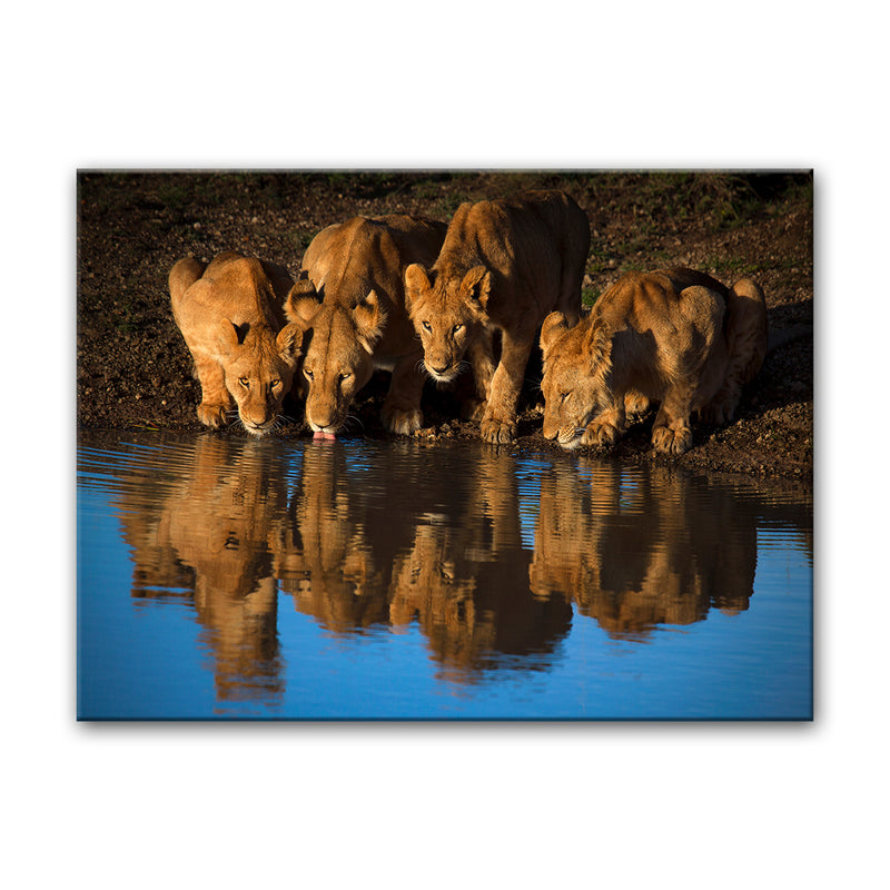 Lions of Mara' Wrapped Canvas Wall Art