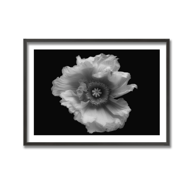 "Poppy in Mono" Framed Print Wall Ar