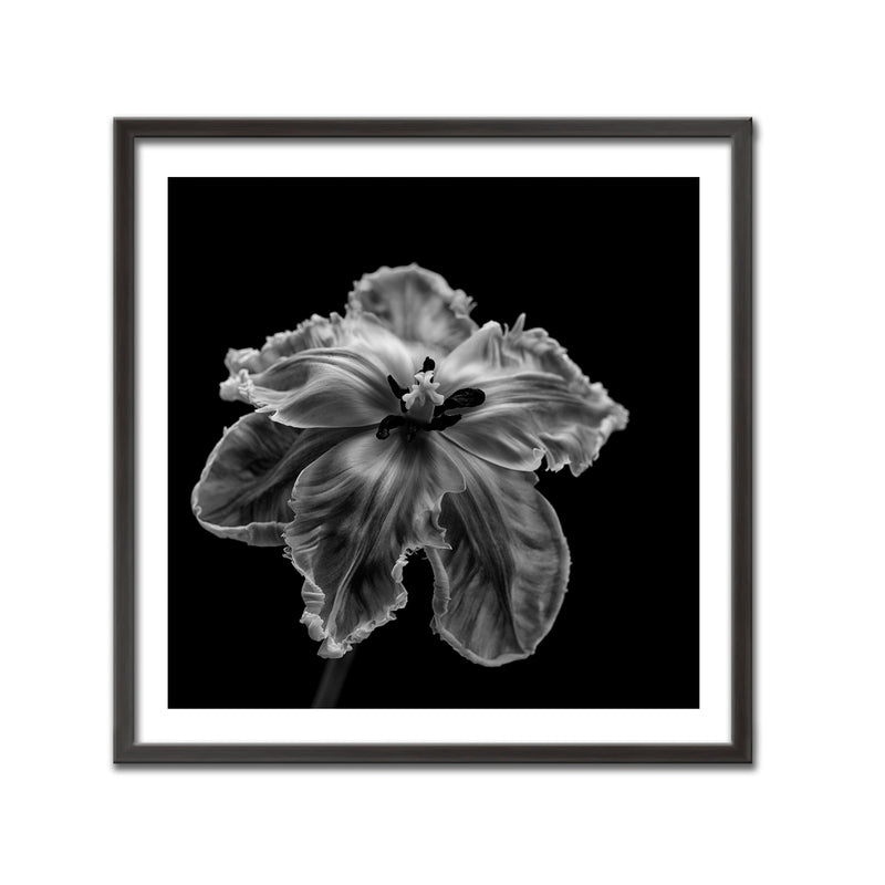 "Parrot Tulip" Framed Print Wall Art