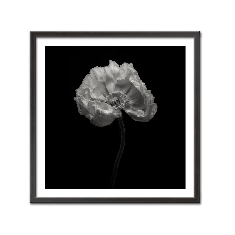 "Poppy" Framed Print Wall Art