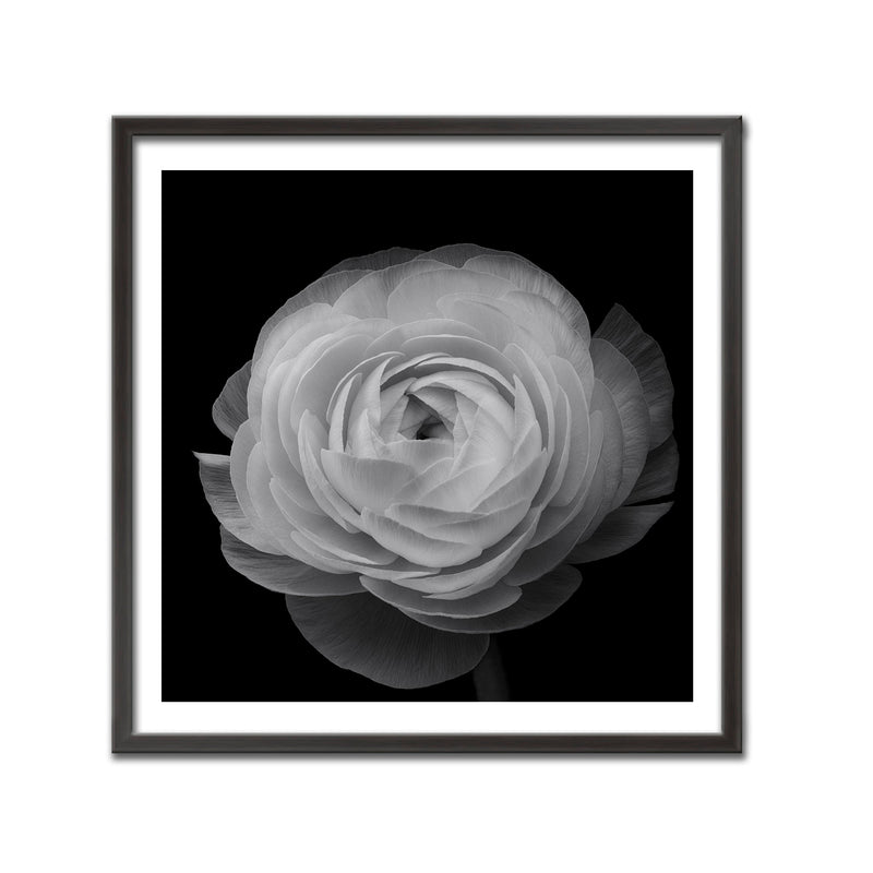 "Ranunculus" Framed Print Wall Art