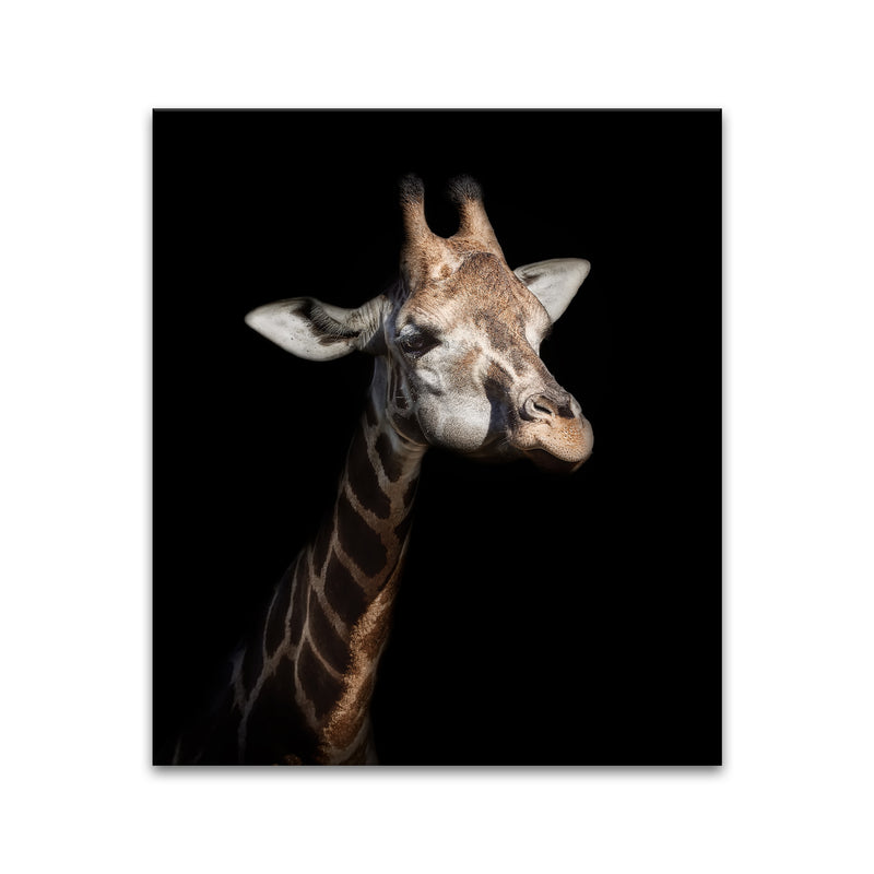 'Giraffe in Low Key'  Wall Art